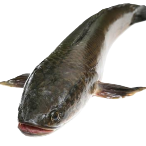 CÁ LÓC SẠCH CẮT KHÚC-01