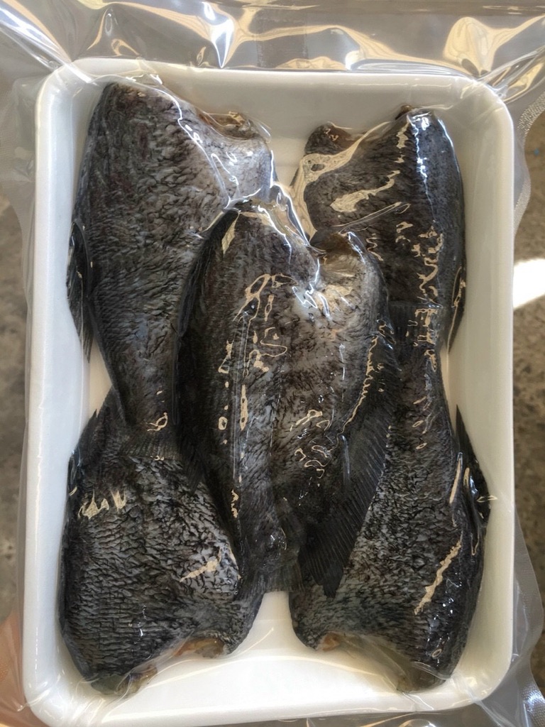 CÁ SẶC RẰN -01 - Ảnh 7