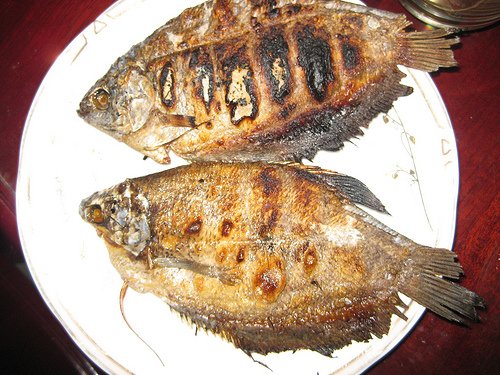 CÁ SẶC RẰN -01 - Ảnh 4