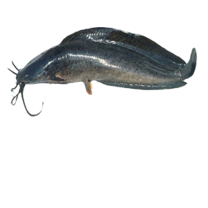 CÁ TRÊ SẠCH CẮT KHÚC -01