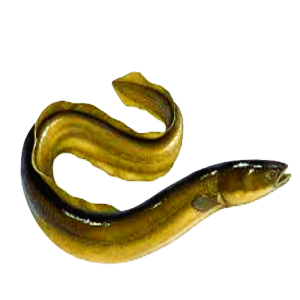 LƯƠN SẠCH CẮT KHÚC -01