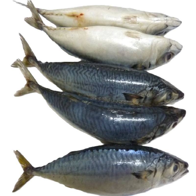 CÁ NỤC ĐÔNG LẠNH -01 - Ảnh 2