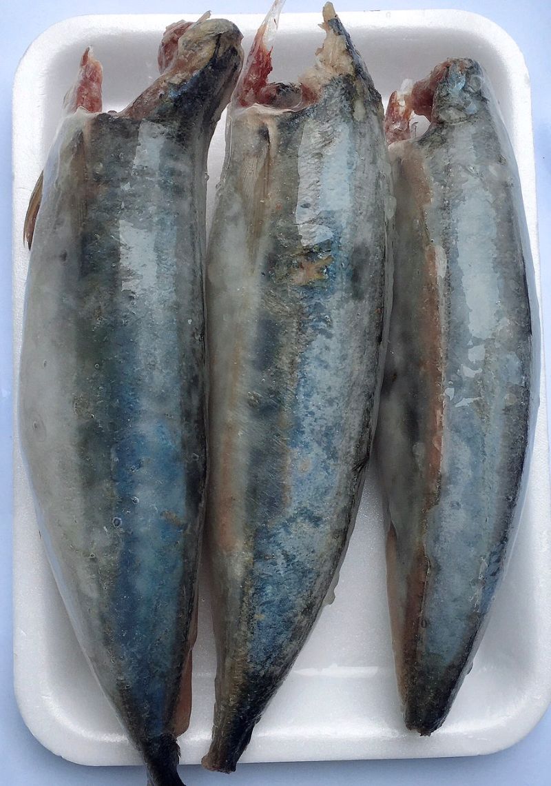 CÁ NỤC ĐÔNG LẠNH -01 - Ảnh 4